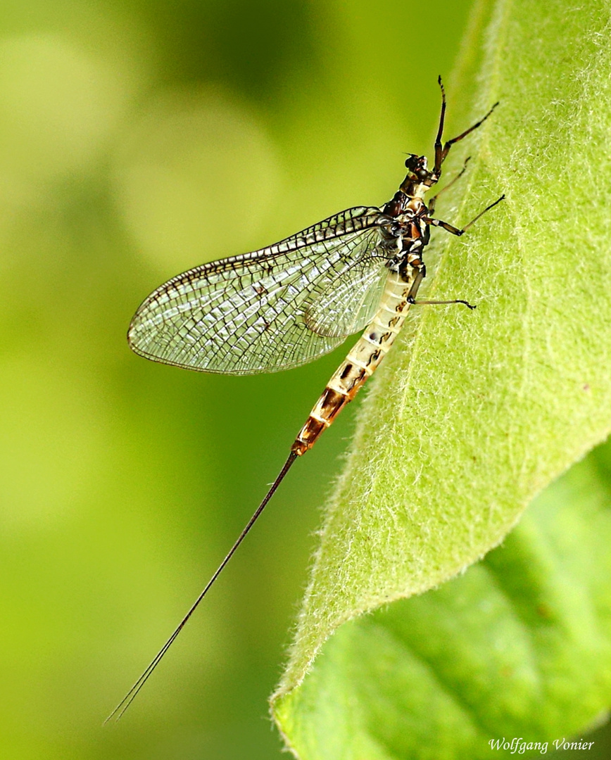 Dänische Eintagsfliege