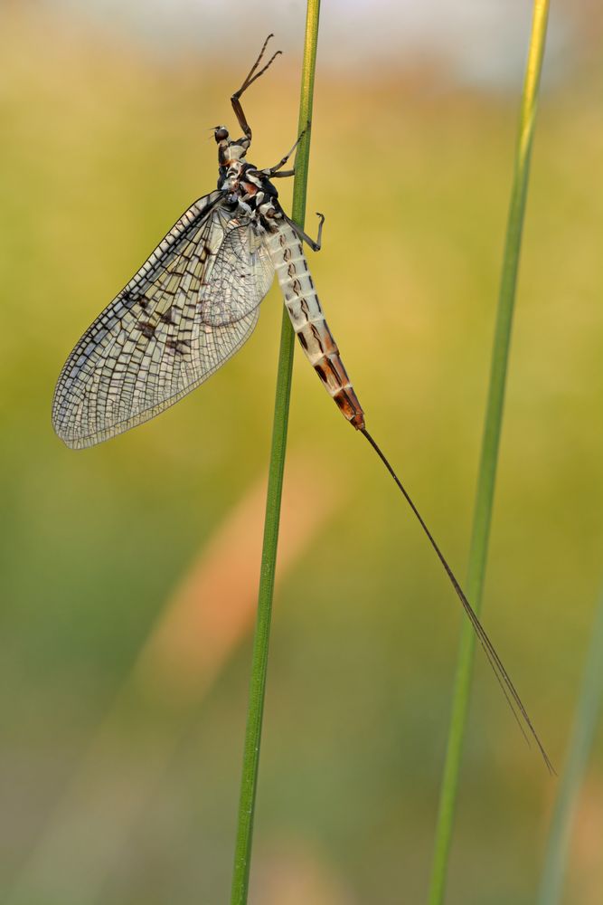 Dänische Eintagsfliege