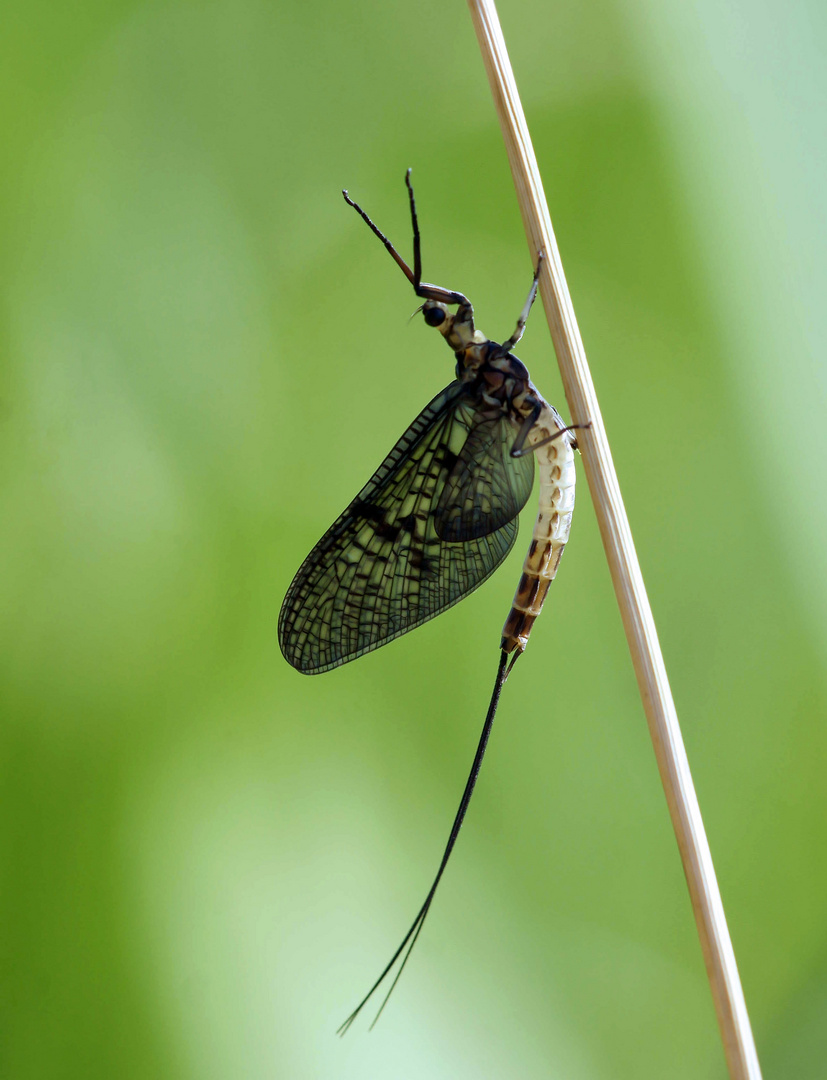 Dänische Eintagsfliege