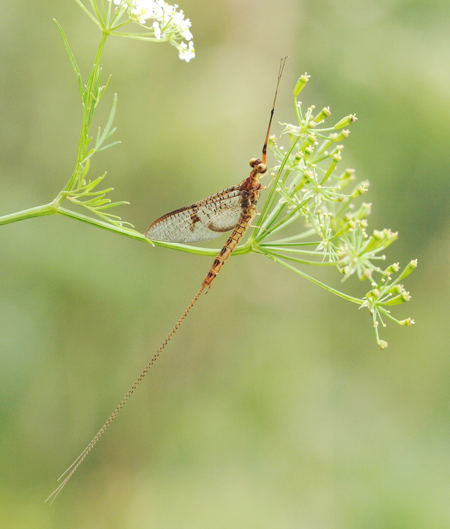 Dänische Eintagsfliege