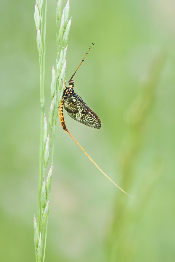 Dänische Eintagsfliege