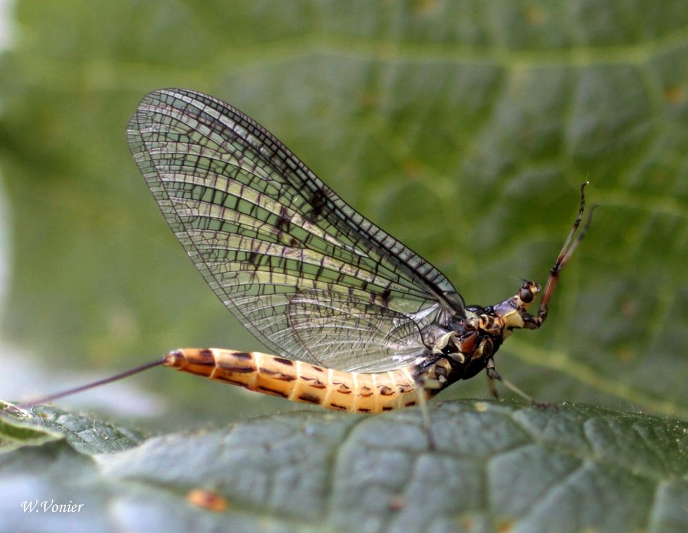 Dänische Eintagsfliege