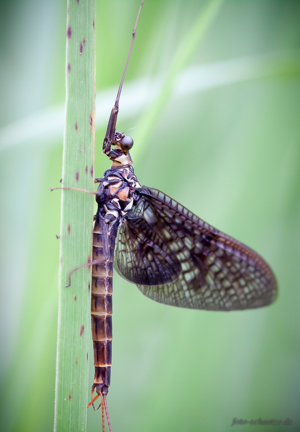 Dänische Eintagsfliege