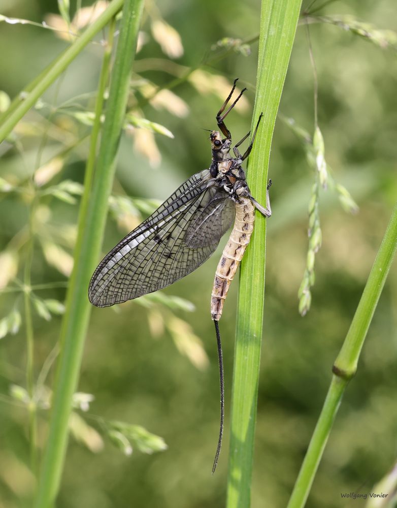 Dänische Eintagsfliege