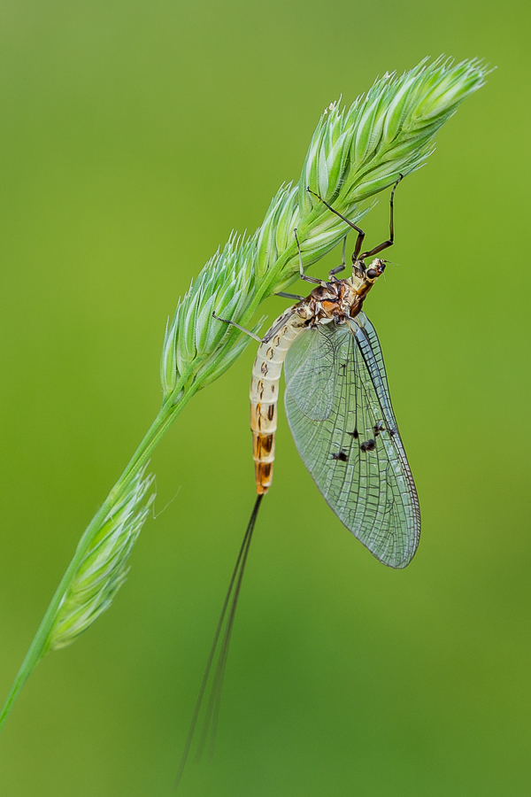 Dänische Eintagsfliege (Ephemera danica)