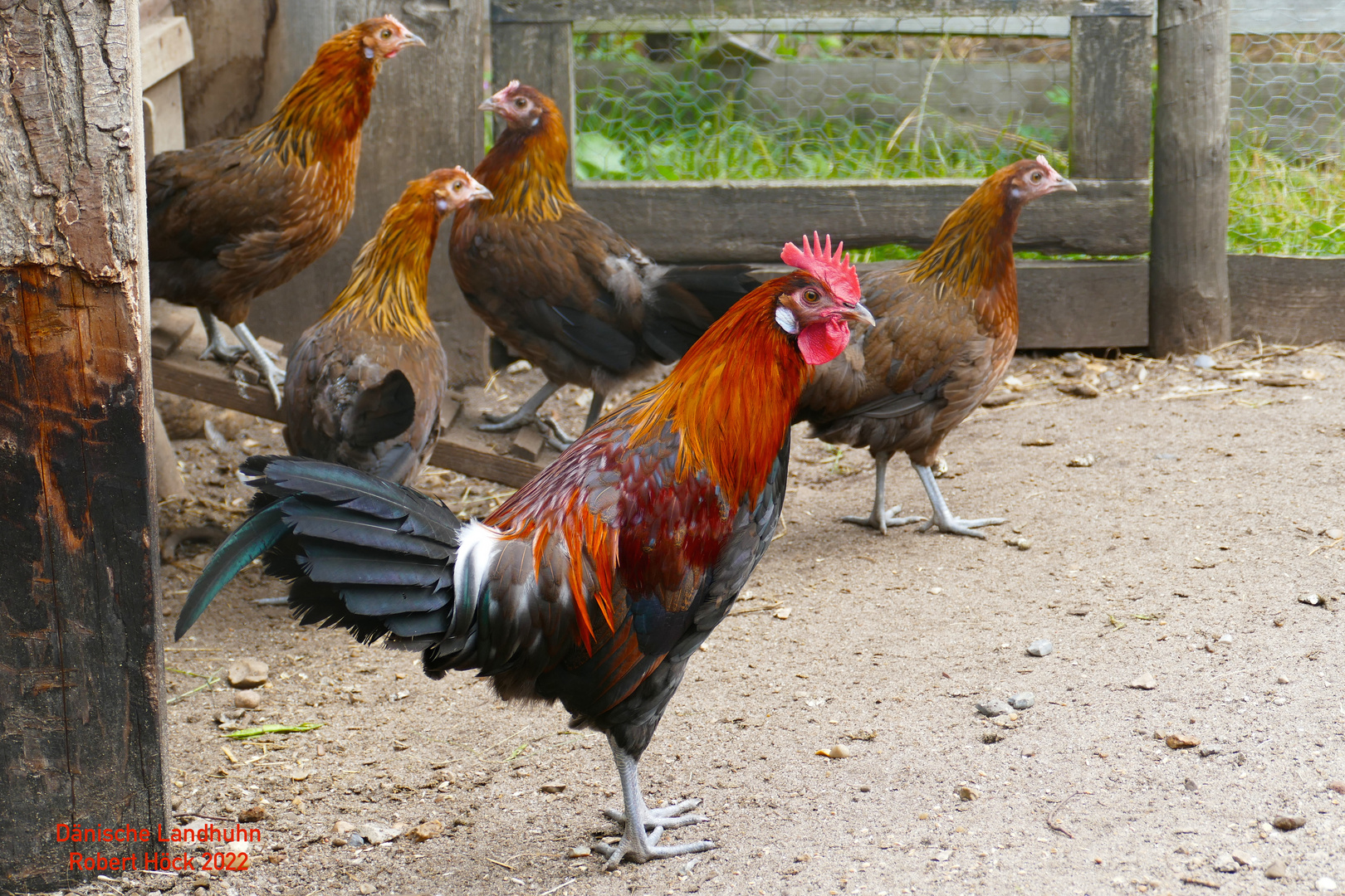 Dänische Landhühner - Hahn und Hennen - Danish Landrace chickens - Danske Landhøns