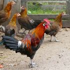 Dänische Landhühner - Hahn und Hennen - Danish Landrace chickens - Danske Landhøns