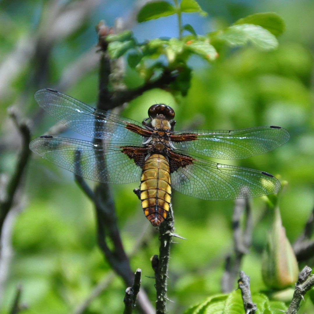 Dänische Libelle