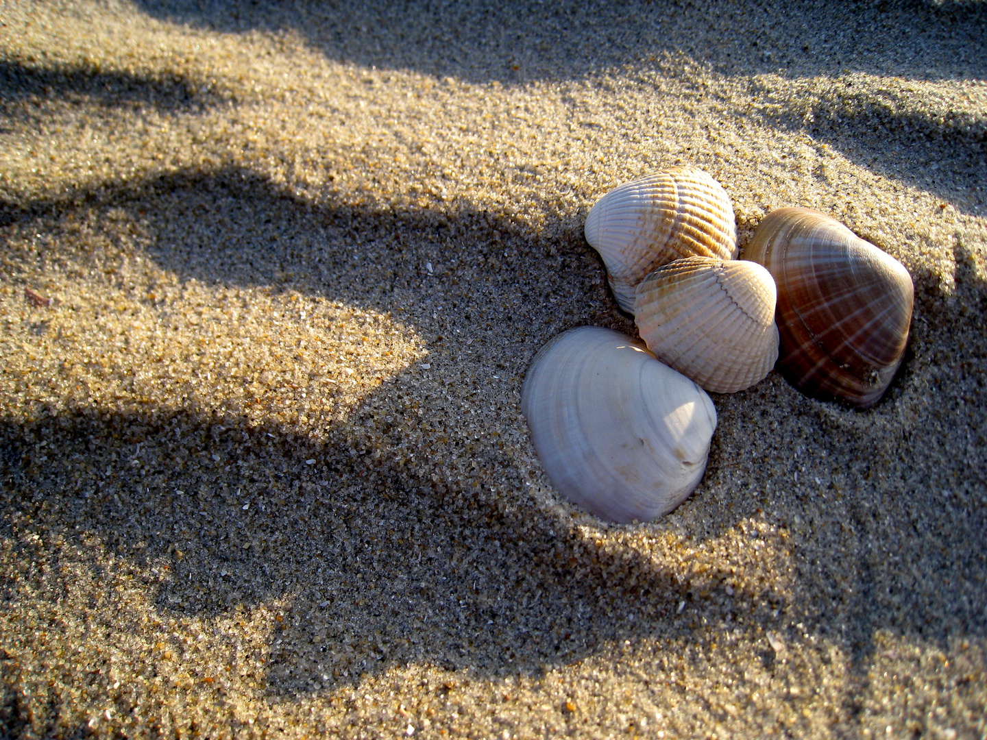 Dänische Muscheln