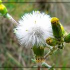 Dänische Pusteblume