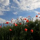 Dänische Wolken und dänischer Mohn