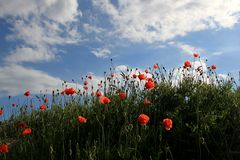 Dänische Wolken und dänischer Mohn