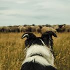 Dänischer Hütehund am Limfjord