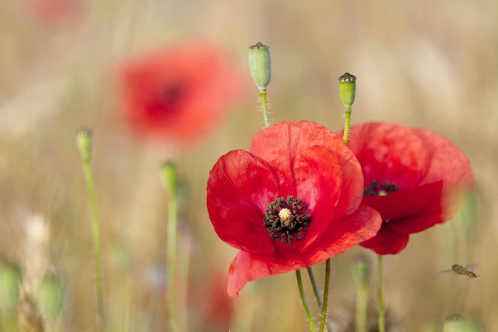 Dänischer Mohn