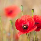 Dänischer Mohn