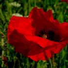 Dänischer Mohn