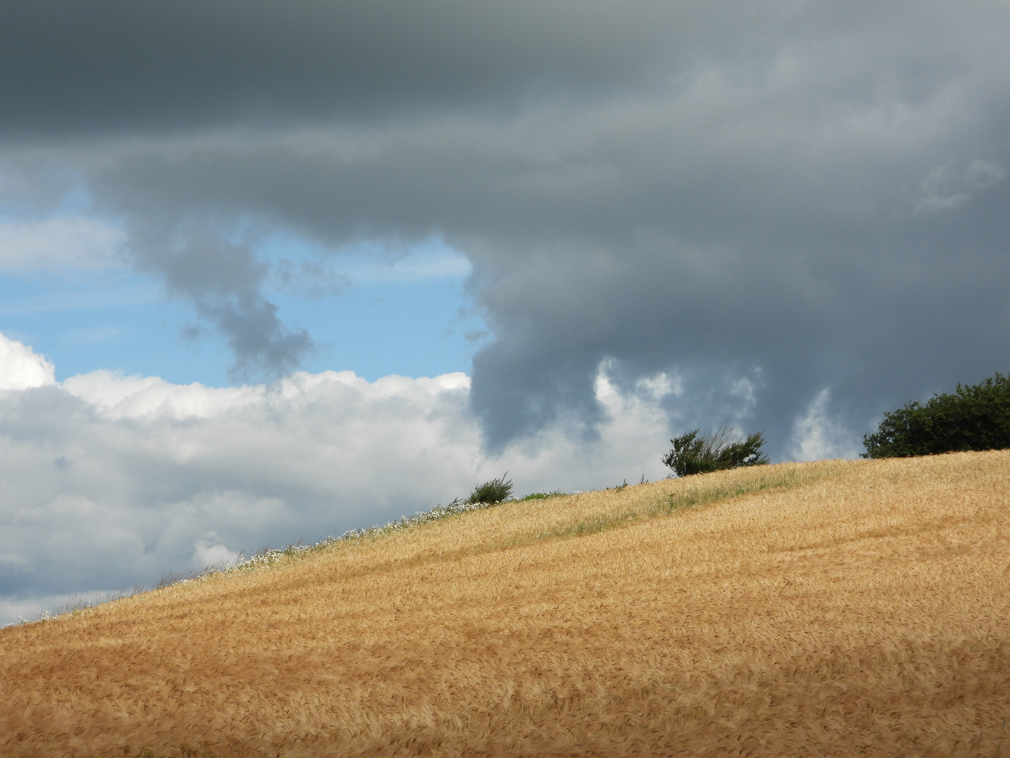 Dänischer Sommer