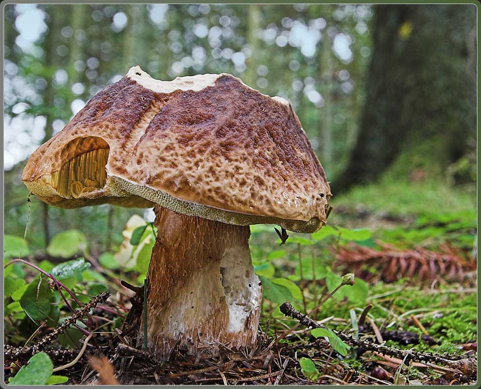 Dänischer Steinpilz - Boletus danicus