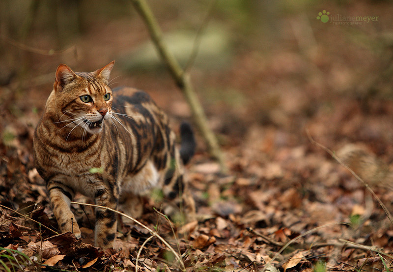 Dänischer Tiger