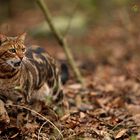 Dänischer Tiger