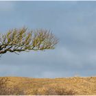 dänischer Windflüchter