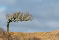 dänischer Windflüchter