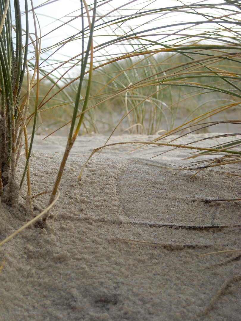 dänisches strandgesträuch