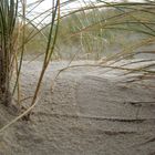 dänisches strandgesträuch