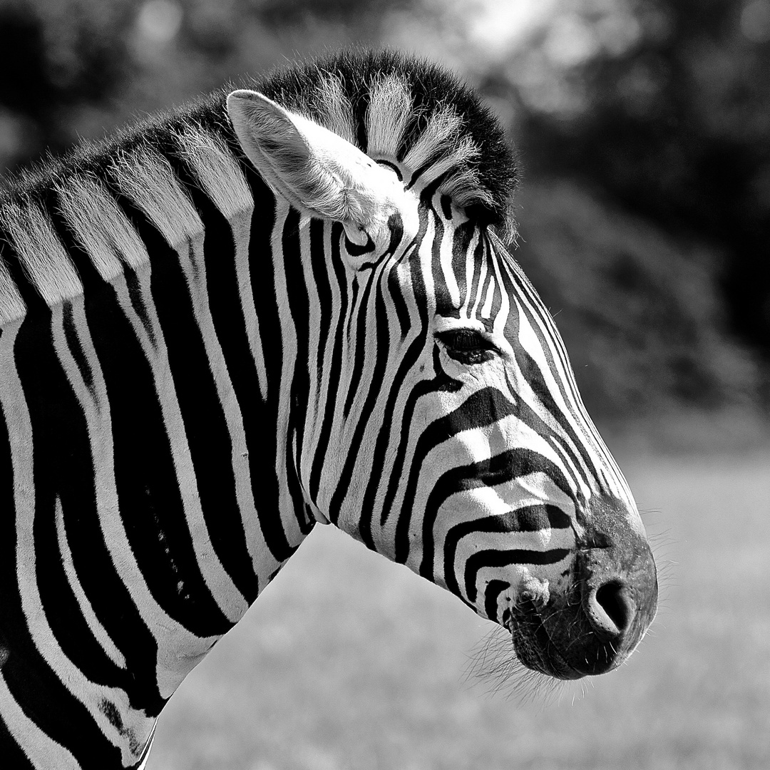 Dänisches Zebra ;-)