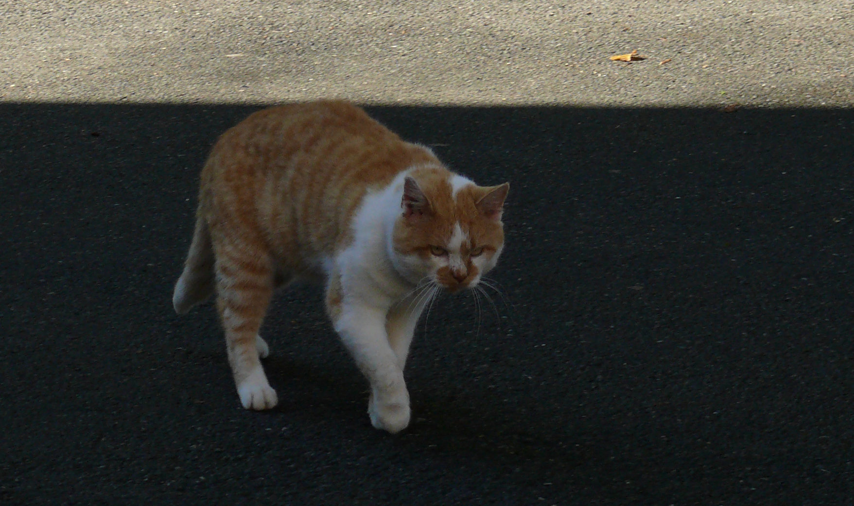 där gestiffelte Kater