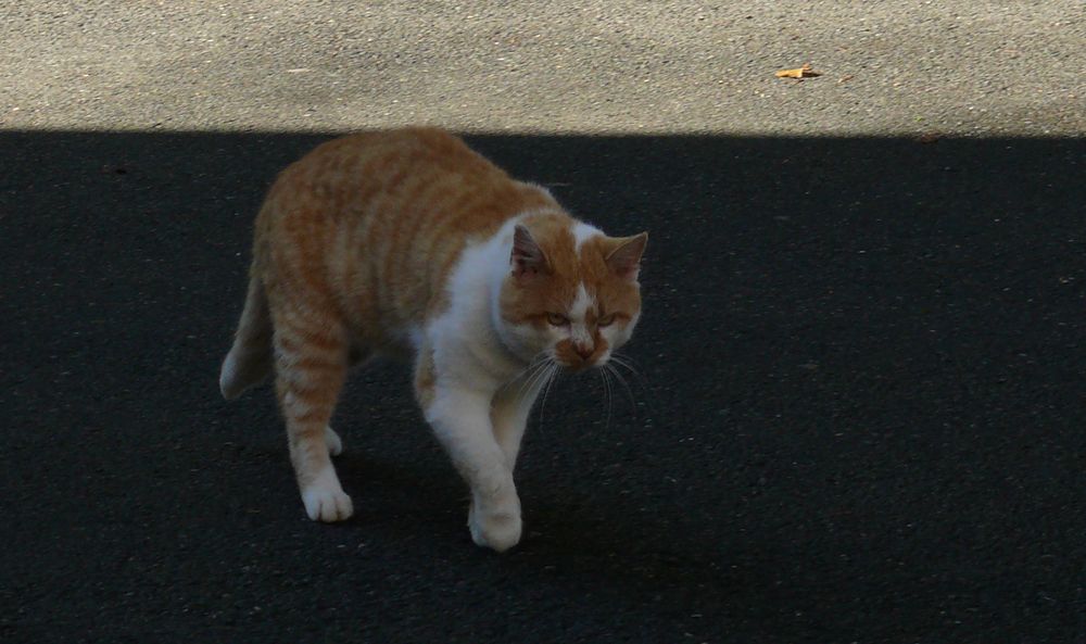 där gestiffelte Kater