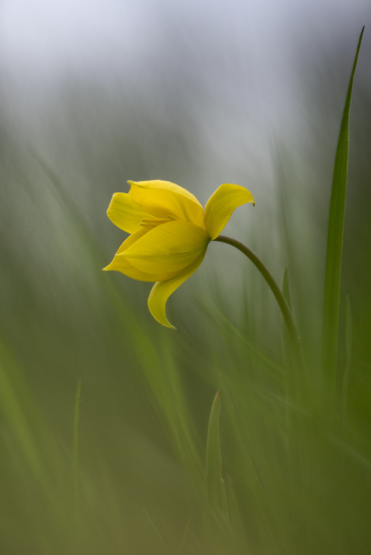 Därwiler Räbbärgtulpe - Therwiler Rebbergtulpe