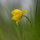 Därwiler Räbbärgtulpe - Therwiler Rebbergtulpe