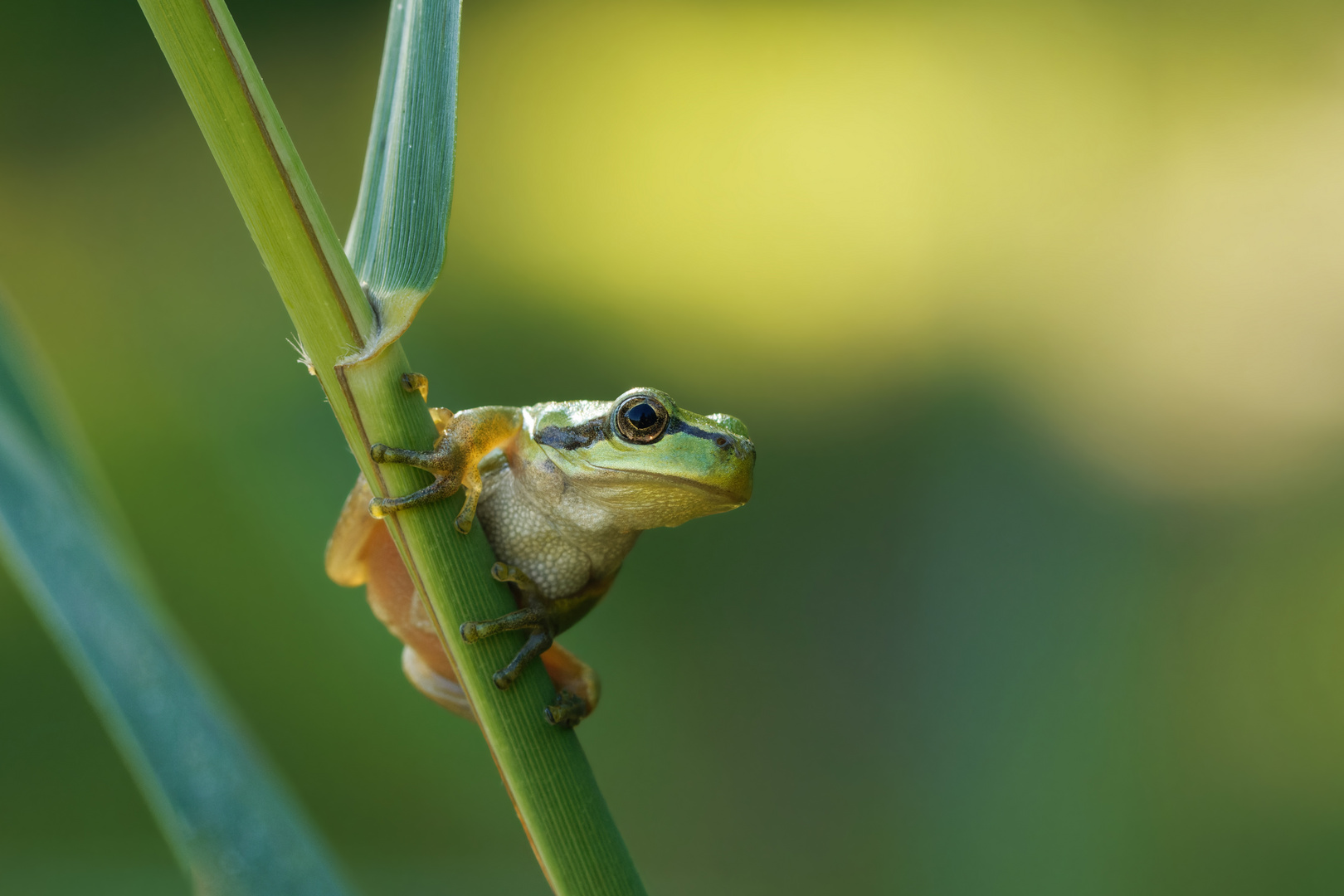 Däumelinchen... der kleine Laubfrosch