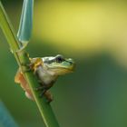 Däumelinchen... der kleine Laubfrosch