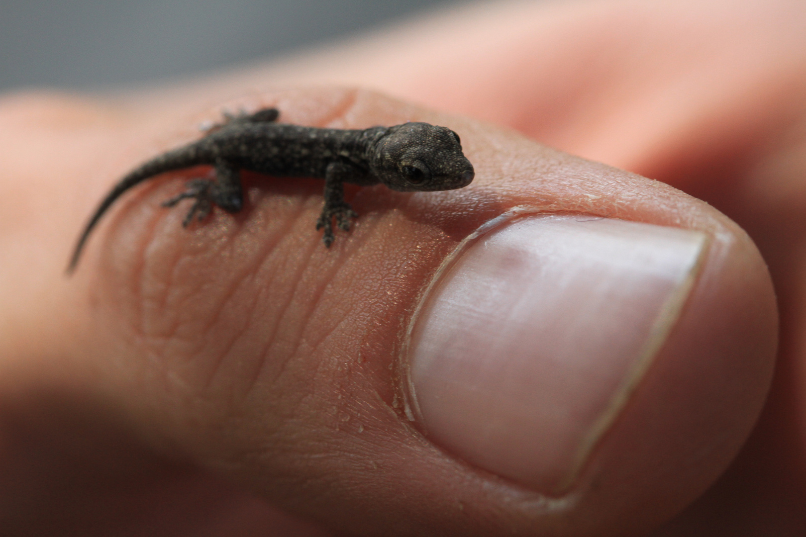 Däumling Foto & Bild tiere, tierkinder, makro Bilder auf