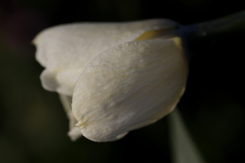 Daffodil