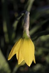 Daffodil