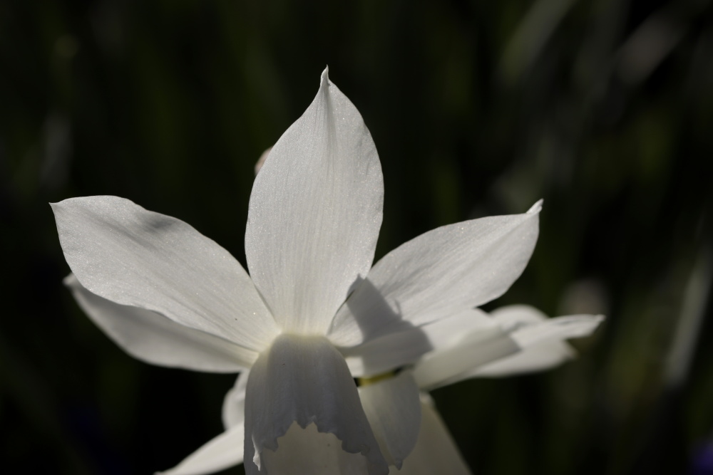 Daffodil