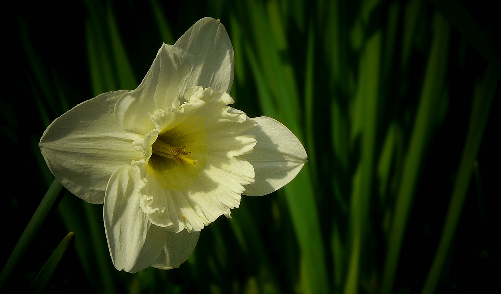 Daffodil