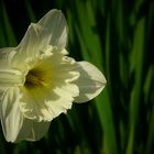 Daffodil