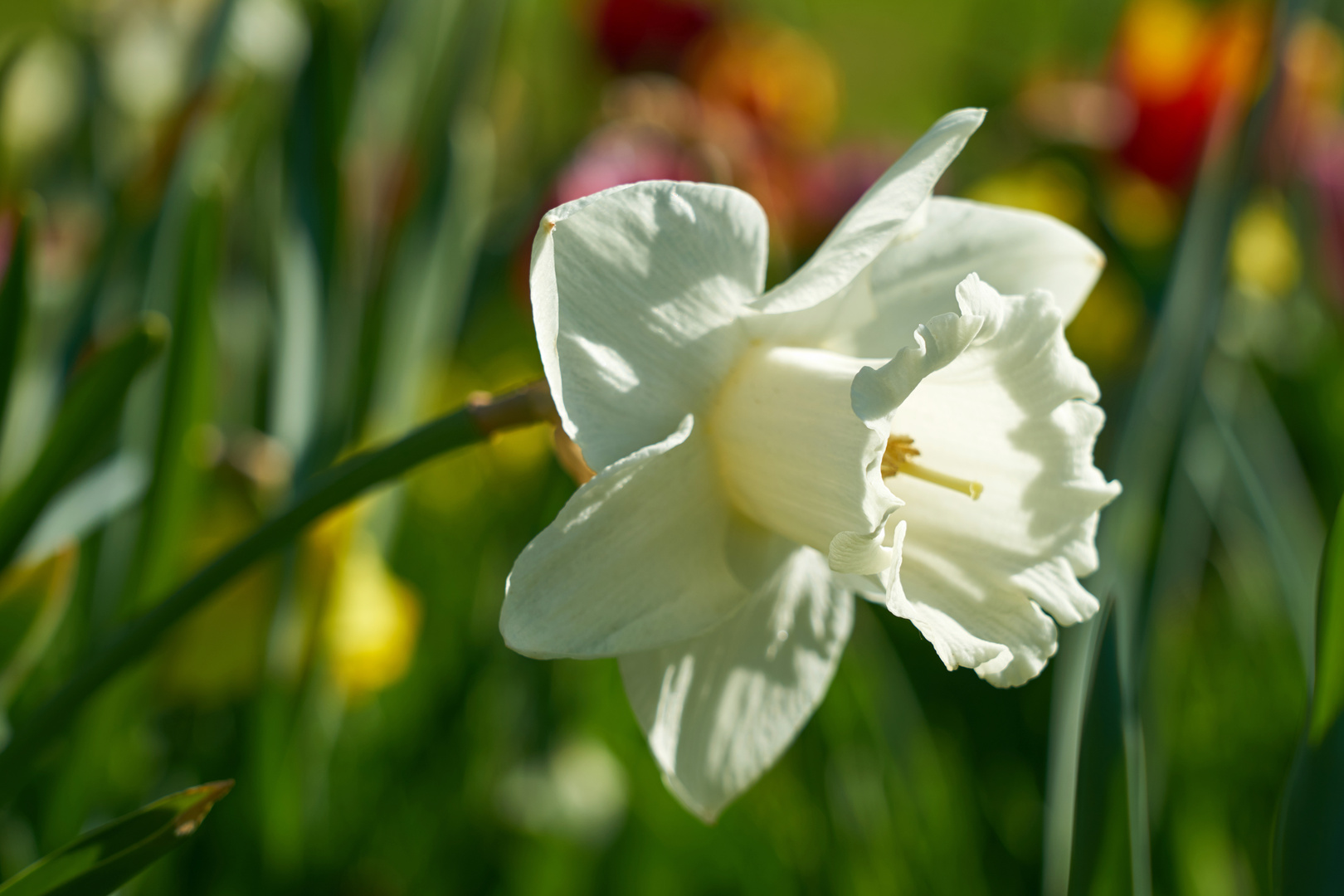 Daffodil 