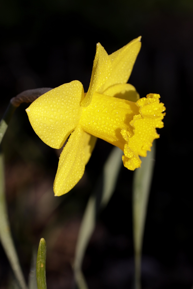 Daffodil