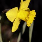 Daffodil