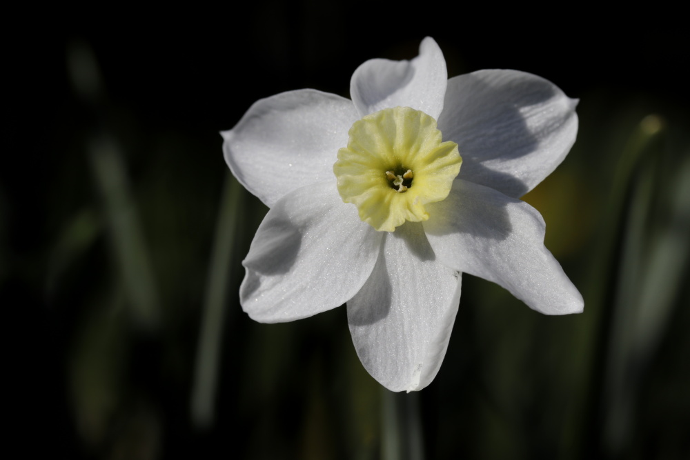 Daffodil