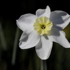 Daffodil