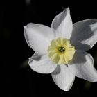 Daffodil