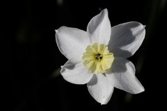 Daffodil