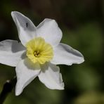 Daffodil