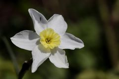 Daffodil